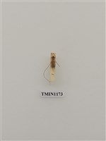 藏品(高砂白天牛)的圖片